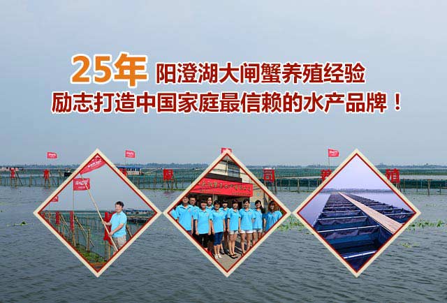25年阳澄湖大闸蟹养殖经验励志打造中国家庭最信赖的水产品牌